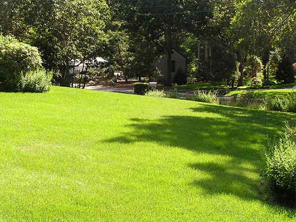 Romero Landscaping & Lawn Care Services